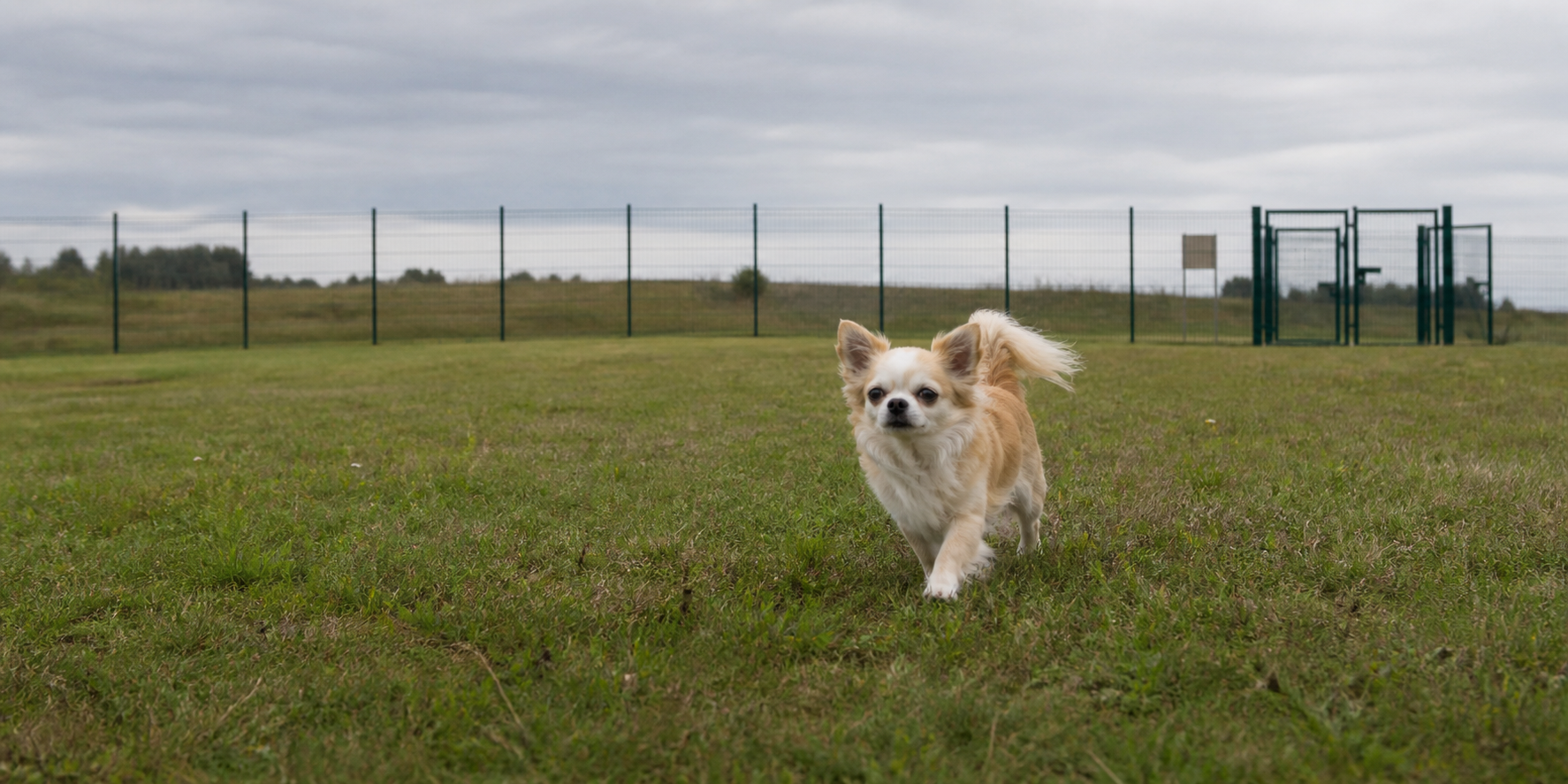 Langhaar-Chihuahua läuft über eine weitläufige, sicher eingezäunte Hundefreilauffläche
