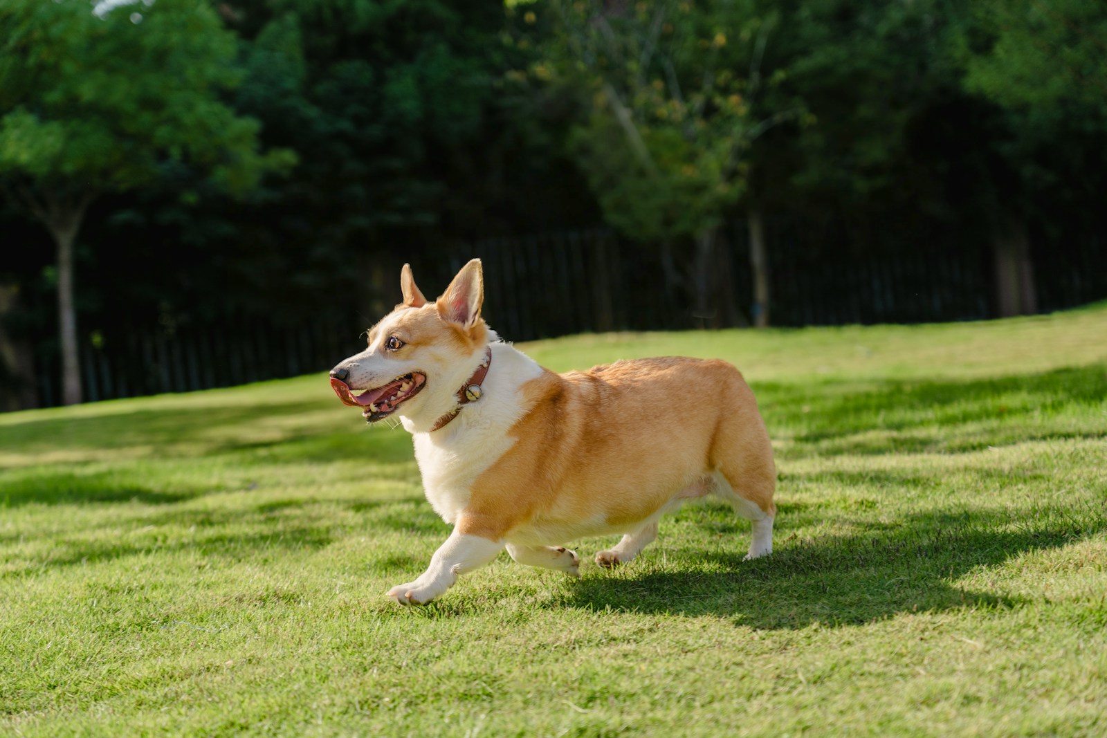 Fröhlicher Corgi läuft frei über eine sonnige Wiese