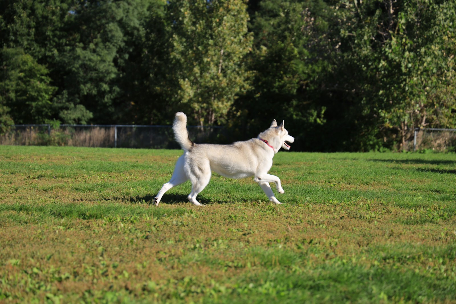 Hund erkundet eine weitläufige Wiese im Grünen
