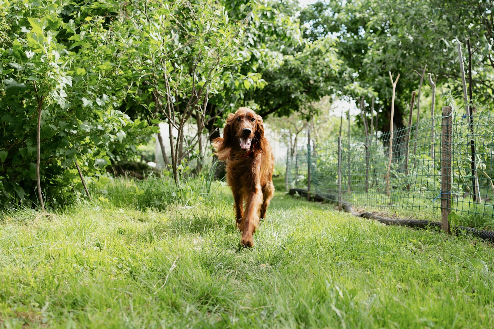 Hund läuft auf einer grünen Wiese entlang eines Zauns