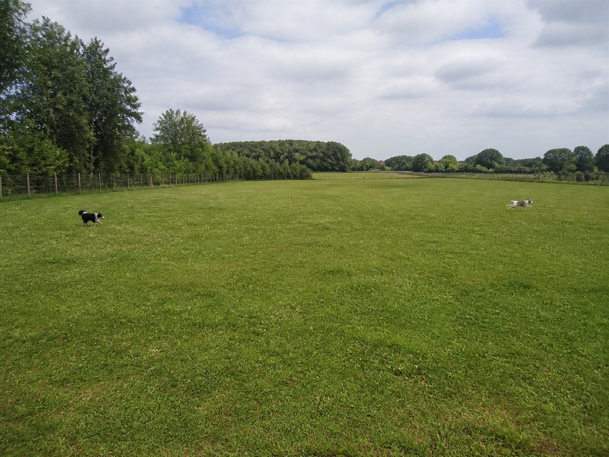 Zwei Hunde auf einer besonders weitläufigen eingezäunten Freilauffläche
