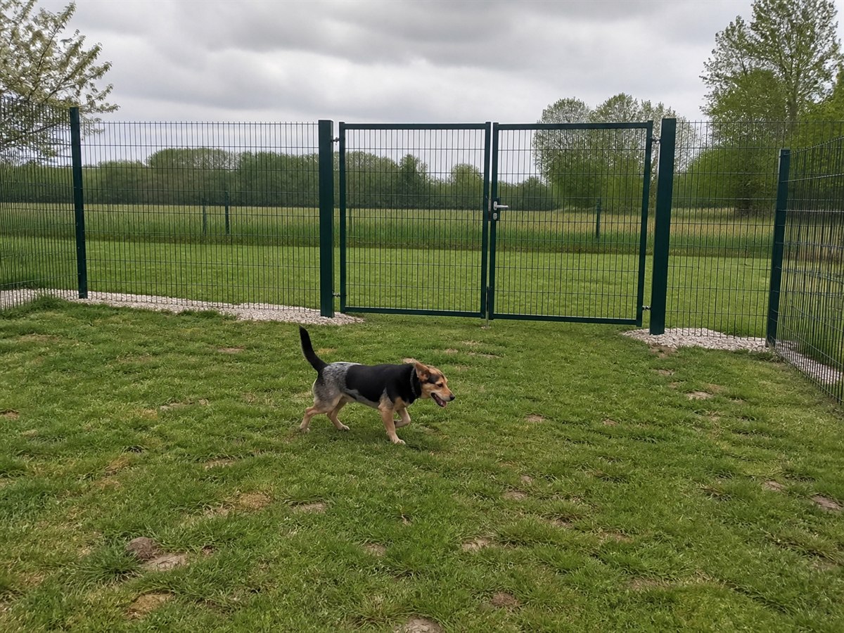 Hund auf einer Freilauffläche mit hohem Sicherheitszaun und verschließbarem Tor