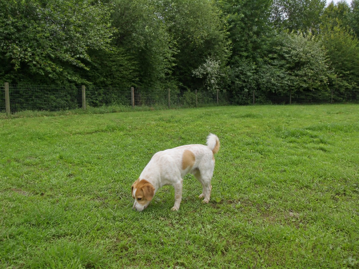 Hund auf einer ruhigen, von Bäumen abgeschirmten und eingezäunten Wiese
